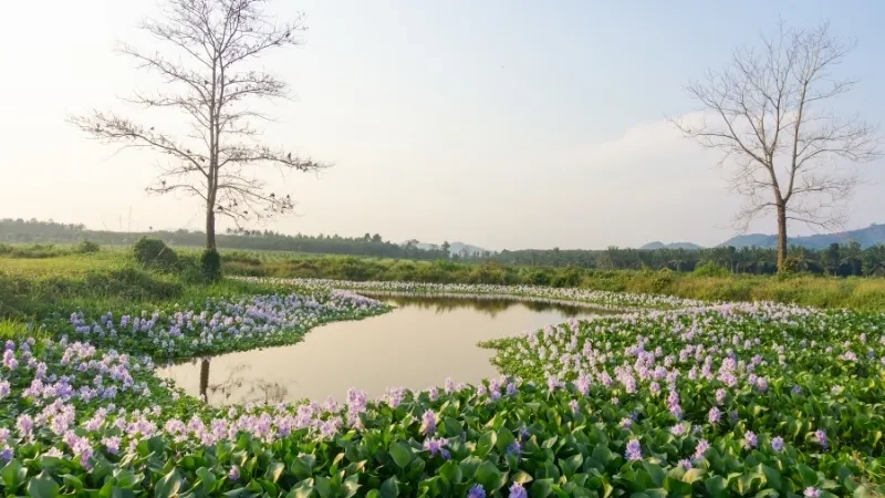 Hình ảnh bèo