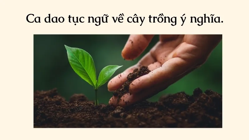 Ca dao tục ngữ về cây trồng ý nghĩa.