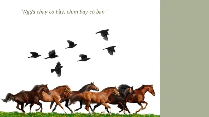 Ngựa chạy có bầy, chim bay có bạn