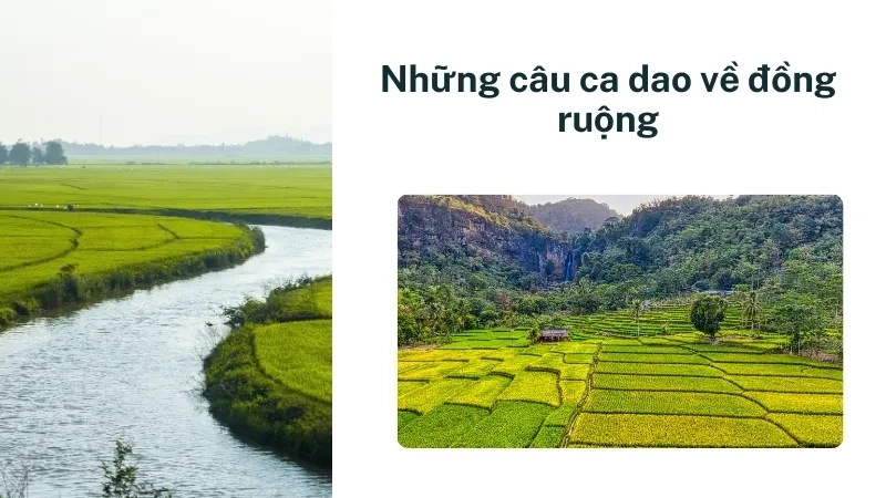 Những câu ca dao về đồng ruộng