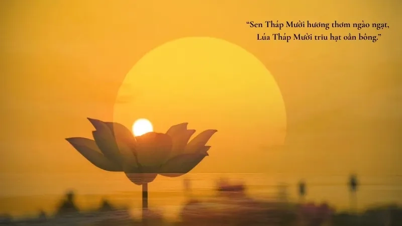 Sen Tháp Mười hương thơm ngào ngạt, Lúa Tháp Mười trĩu hạt oằn bông