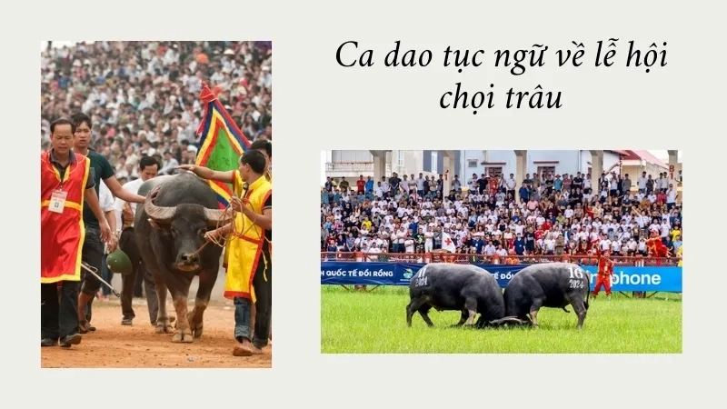 Ca dao tục ngữ về lễ hội chọi trâu