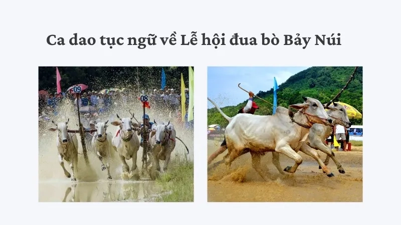 Ca dao tục ngữ về Lễ hội đua bò Bảy Núi