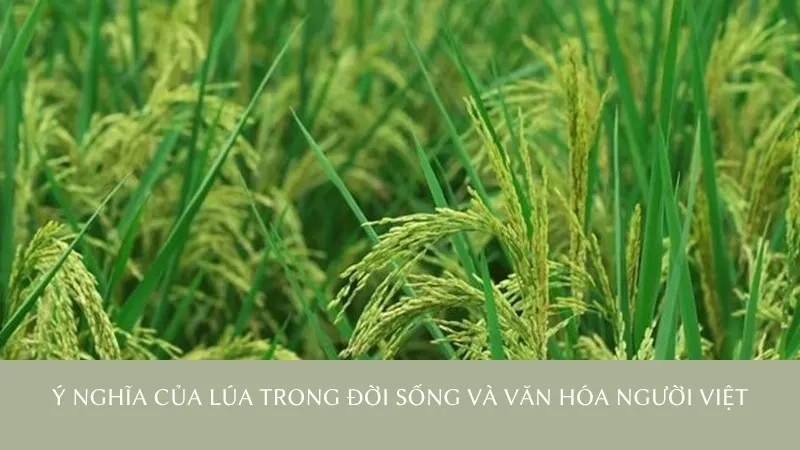Ý nghĩa của lúa trong đời sống và văn hóa người Việt