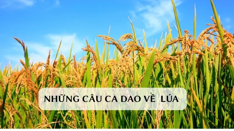 Những câu ca dao về  lúa
