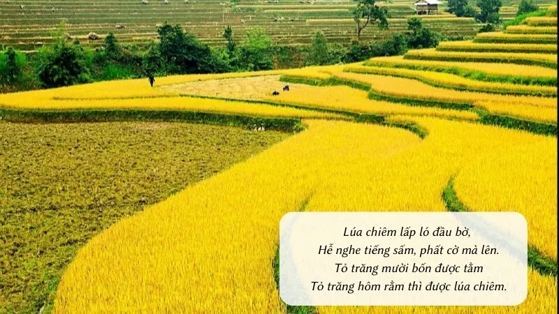 Lúa chiêm lấp ló đầu bờ, Hễ nghe tiếng sấm, phất cờ mà lên