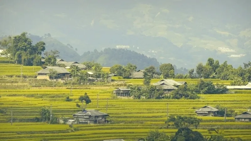 Cánh đồng lúa chín 