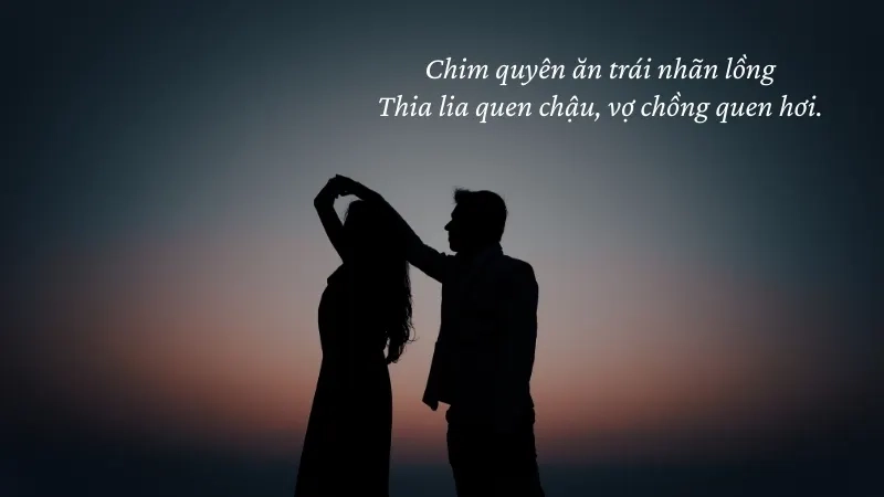 Chim quyên ăn trái nhãn lồng Thia lia quen chậu, vợ chồng quen hơi