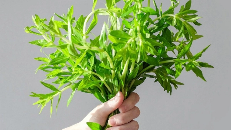 Rau ngổ là bài thuốc dân gian trị sỏi niệu quản rất hữu hiệu