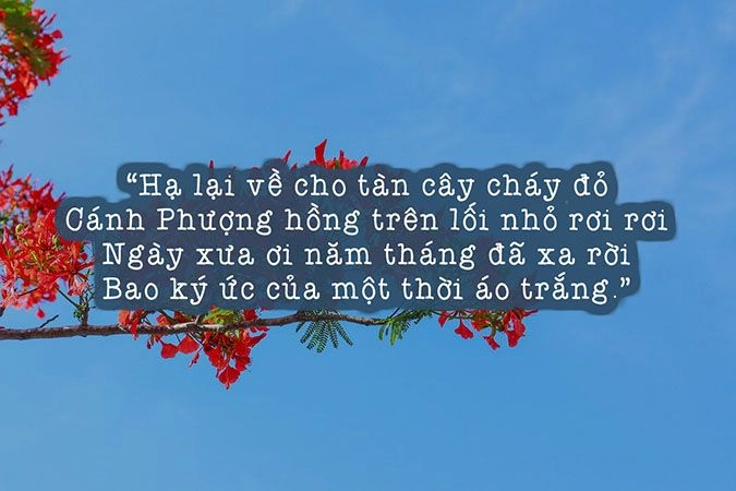 Ký ức thắp lửa Phượng đỏ