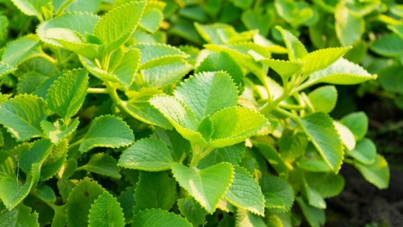 Mẹo dân gian chữa ho có đờm bằng lá húng chanh