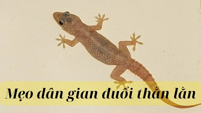 Mẹo dân gian đuổi thằn lằn hiệu quả tại nhà
