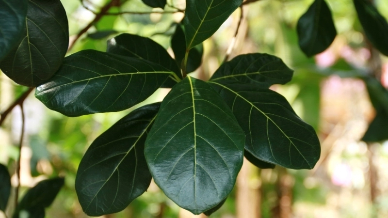 Một trong những mẹo dân gian giúp mẹ nhiều sữa được lưu truyền lâu đời chính là dùng lá mít.