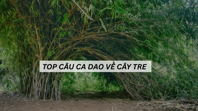 Top câu ca dao về cây tre