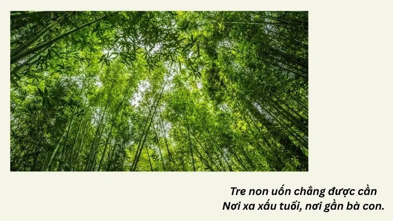 Tre non uốn chẳng được cần Nơi xa xấu tuổi, nơi gần bà con