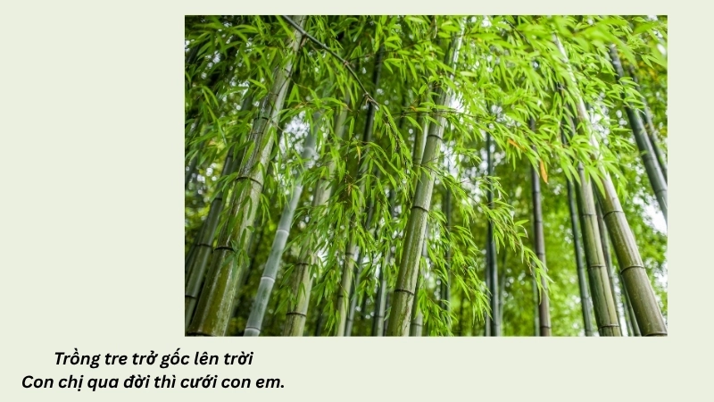 Trồng tre trở gốc lên trời Con chị qua đời thì cưới con em
