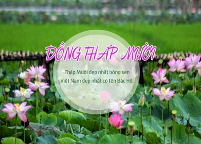 Bài thơ về đồng tháp gợi nhớ Đồng Tháp Mười bát ngát mênh mông