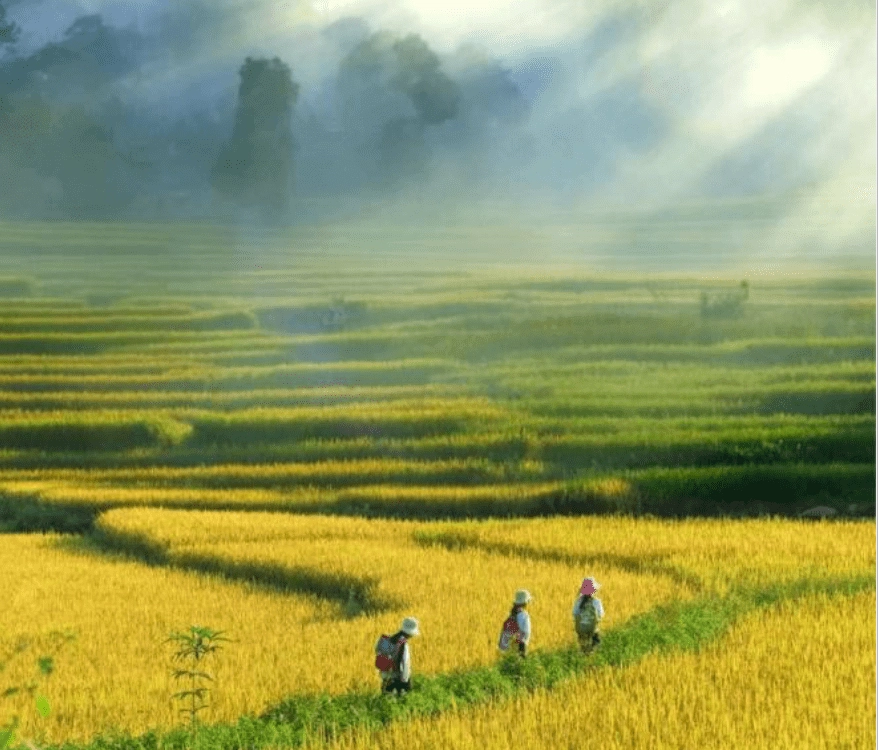 Lặng lẽ bóng người Cánh đồng buổi chiều