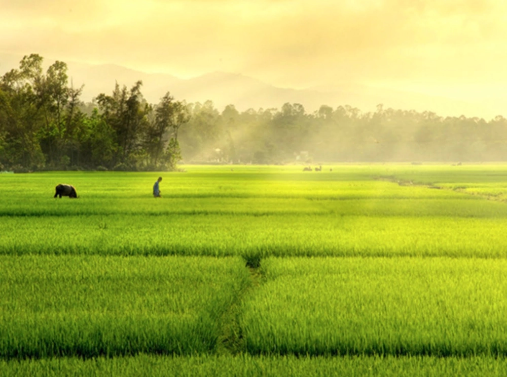 Gắn bó thân thương Cây lúa quê hương
