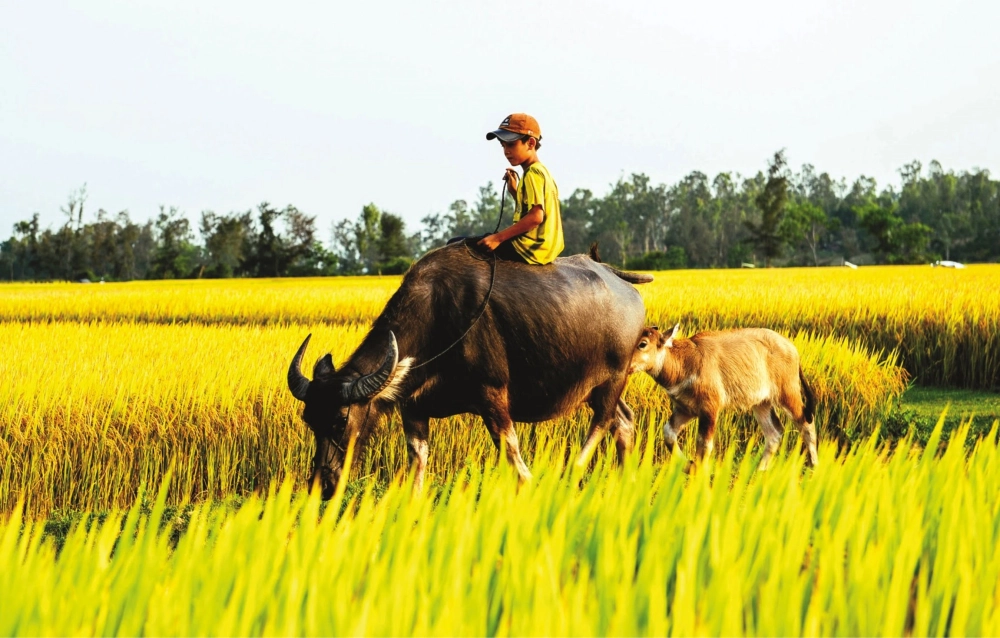 Dẫn lối ra đồng Con trâu đen lông mượt