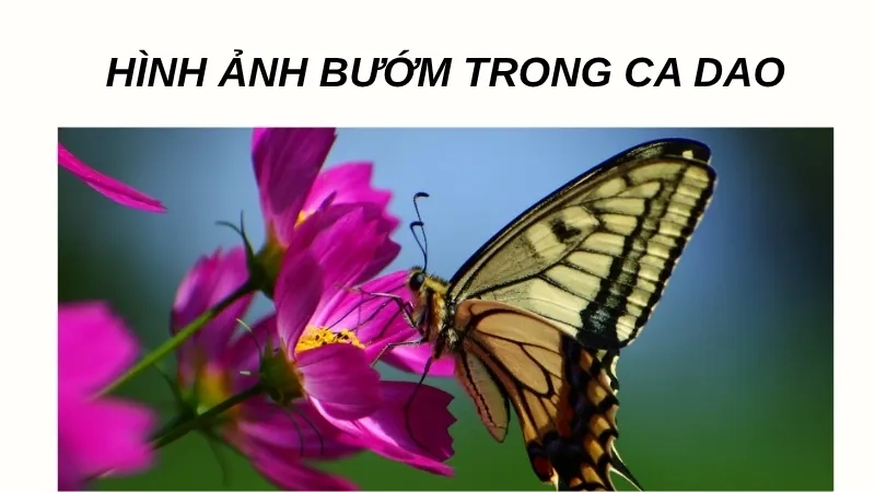 Hình ảnh bướm trong ca dao