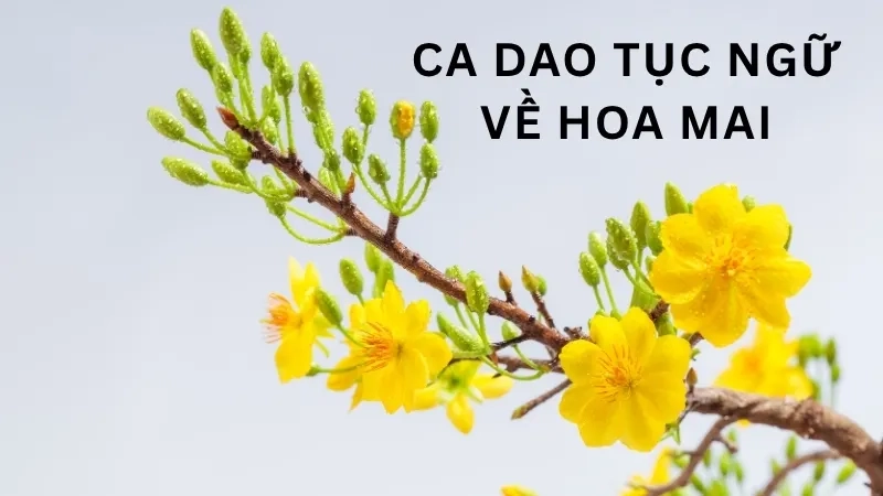 Ca dao tục ngữ về hoa mai