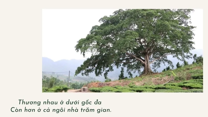Thương nhau ở dưới gốc đa Còn hơn ở cả ngôi nhà trăm gian