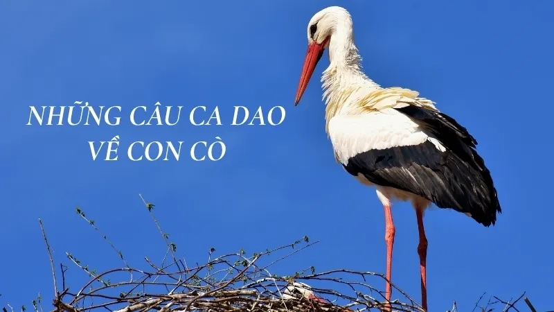 Những câu ca dao về con cò