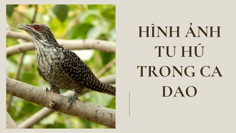 Hình ảnh tu hú trong ca dao