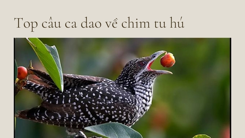Top câu ca dao về chim tu hú