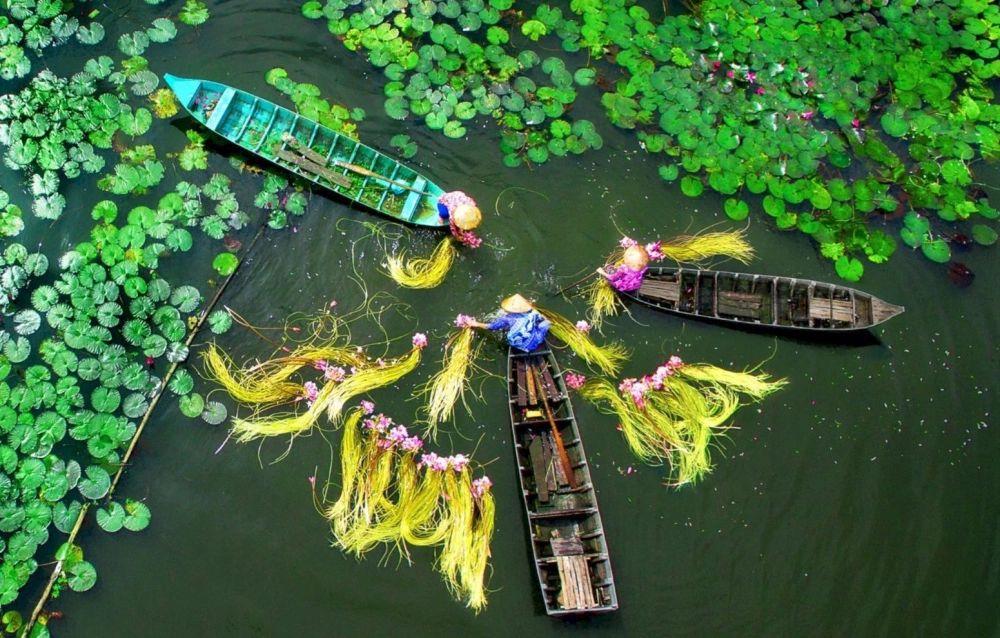 Thơ trôi theo sông lục bình