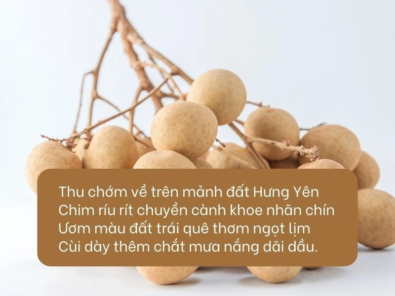 Hương nhãn Hưng Yên thoảng bay trên từng lối nhỏ