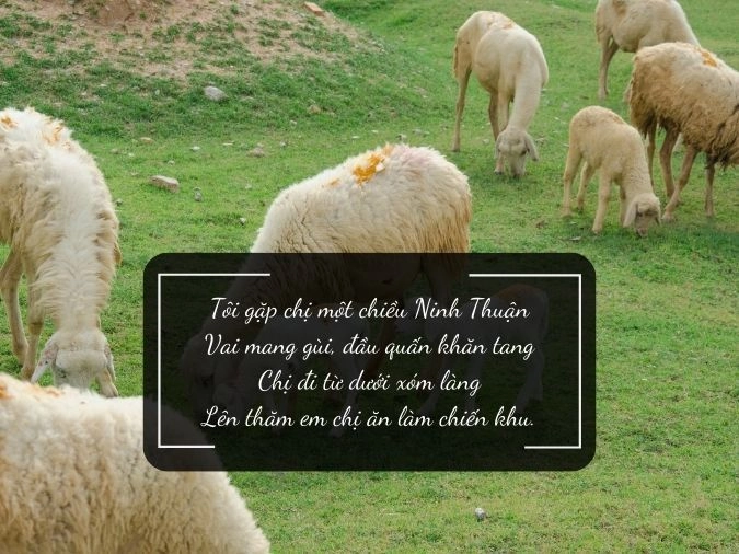 Quê tôi Ninh Thuận nơi hội tụ nắng gió và tình