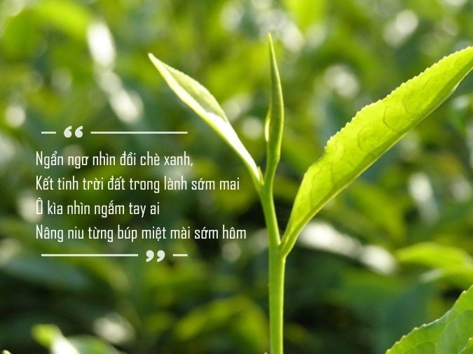 Ngọt thanh quyến rũ chè xanh xứ Thái trong lành