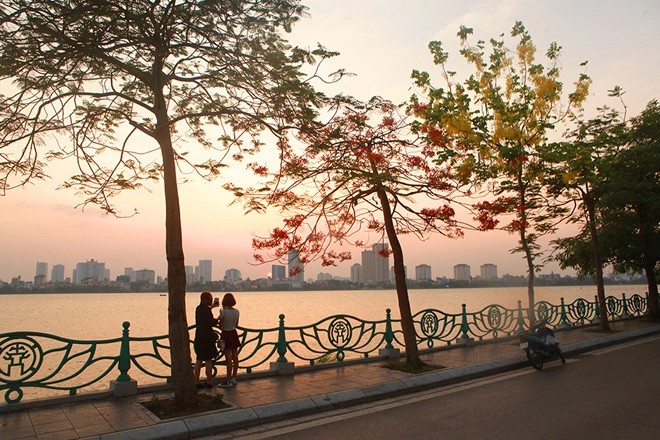 Rực rỡ sắc đỏ Phượng vĩ bên hồ