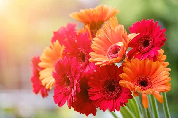Một thoáng bình yên từ hoa đồng tiền 9 dịu dàng