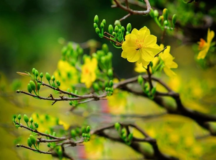 Mai vàng rực rỡ tỏa nắng trong từng bài thơ hoa mai ngày Tết