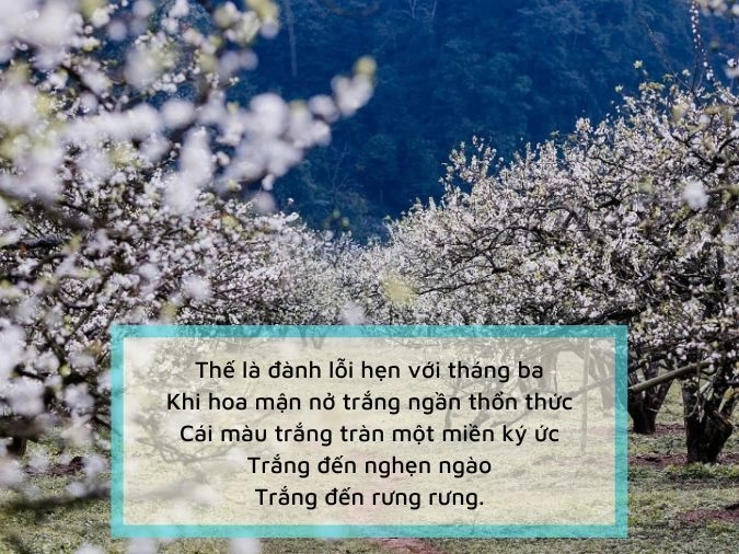 Các bài thơ về hoa mận rực rỡ mùa hoa mận trắng trời