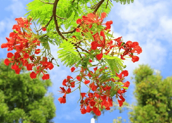 Thơ về hoa phượng rực cháy Phượng đỏ