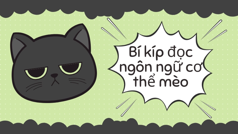 Mèo nằm ngửa bụng thể hiện sự tin tưởng tuyệt đối với chủ