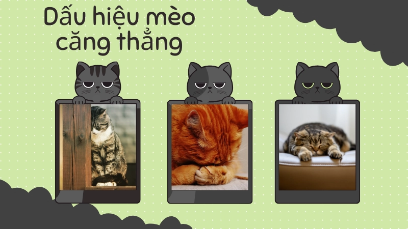 Biểu hiện mèo căng thẳng qua hành vi liếm lông quá mức