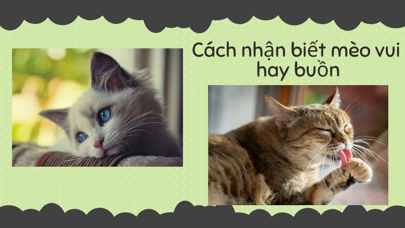 Nhận biết cảm xúc của mèo qua chuyển động đuôi dựng đứng