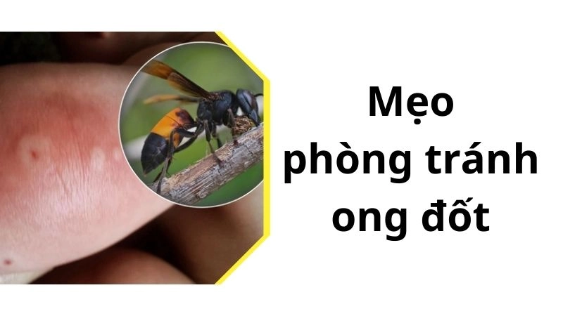 Mẹo phòng tránh ong đốt khi đi dã ngoại, làm vườn